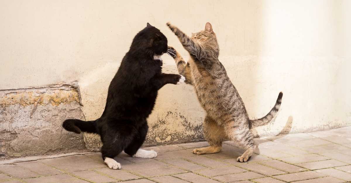 Why Do Cats Like Slapping