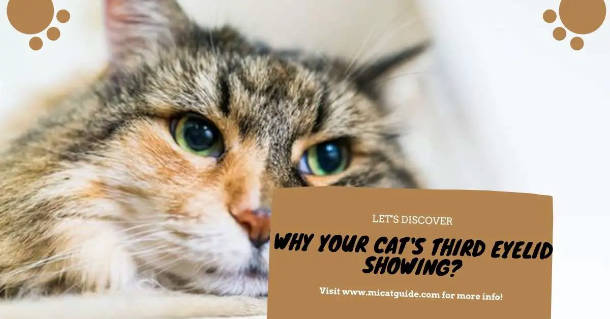 Why Your Cat's Third Eyelid Showing