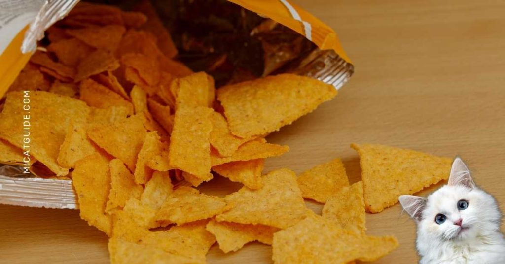 Can Cats Eat Doritos? (No & Other Flavors?) Mi Cat Guide