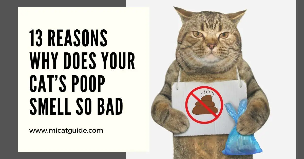 13 Possible Reasons Why Does Your Cat’s Poop Smell So Bad
