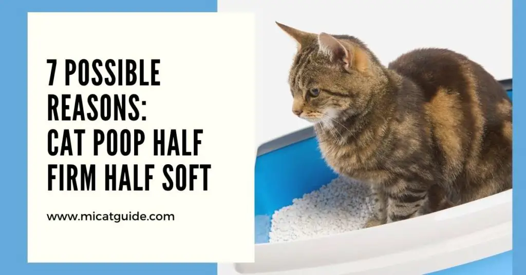 7 Possible Reasons Cat Poop Half Firm Half Soft