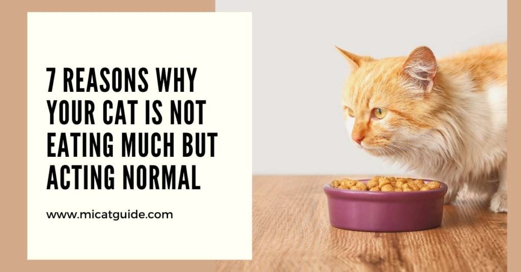 7 Reasons Why Your Cat is Not Eating Much But Acting Normal