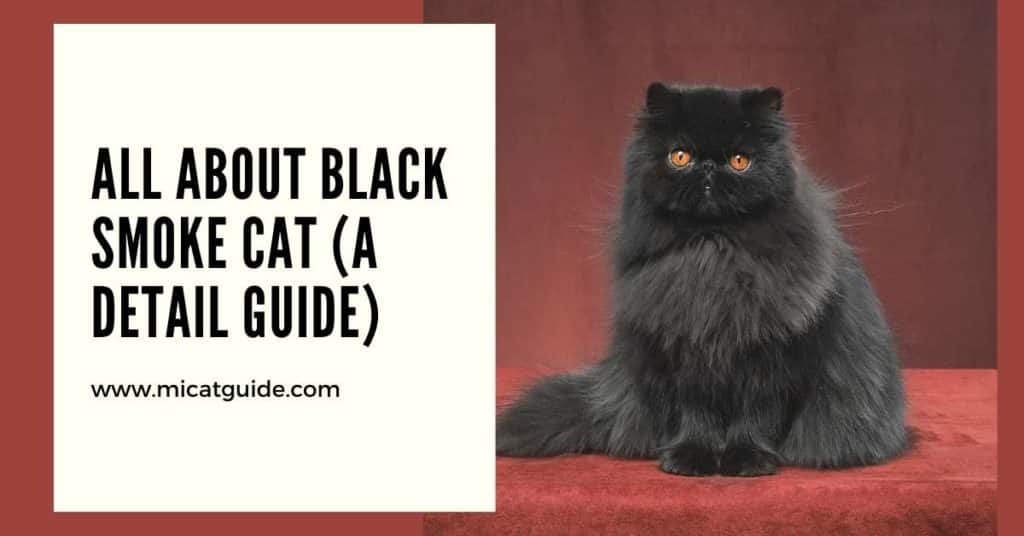 All about Black Smoke Cat