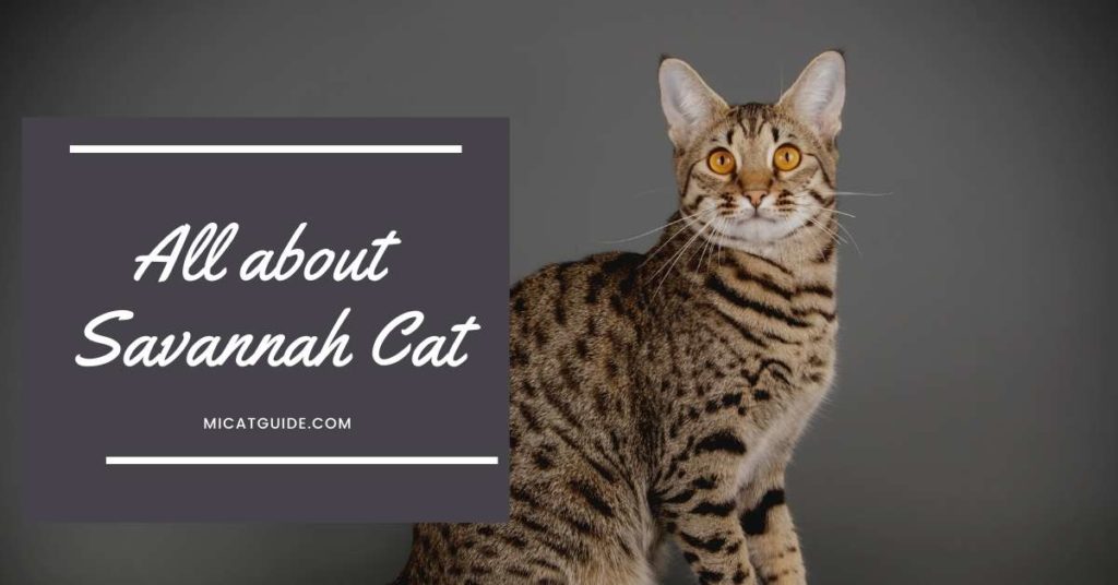 All about Savannah Cat