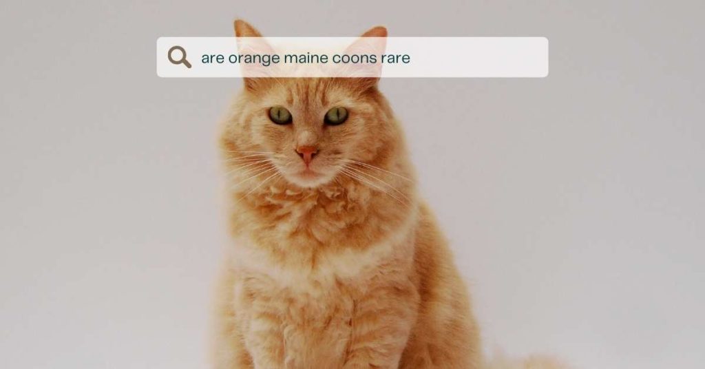 Are Orange Maine Coons Rare