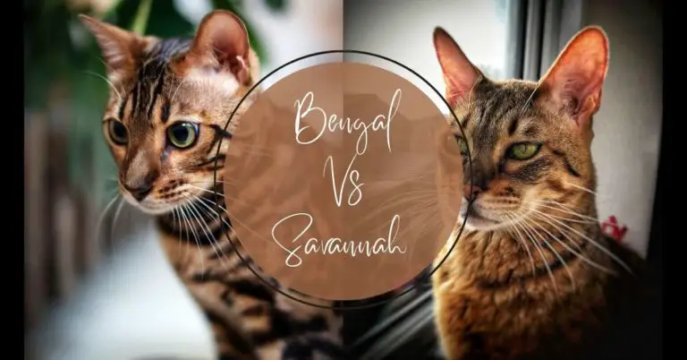 Bengal vs. Savannah Cat (Differences, Similarities & Best)