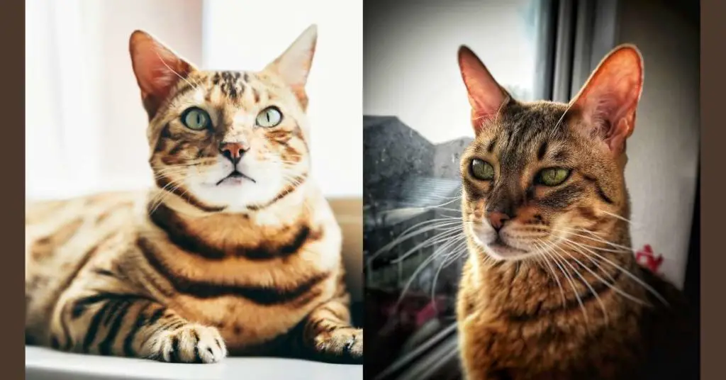 Bengal vs. Savannah Cat Differences