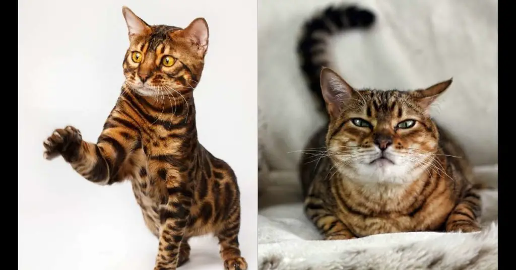 Bengal vs. Savannah Cat Similarities