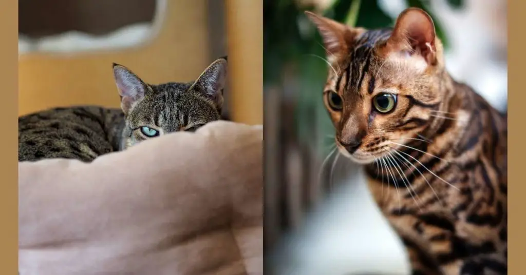Bengal vs. Savannah Cat Which is Wilder