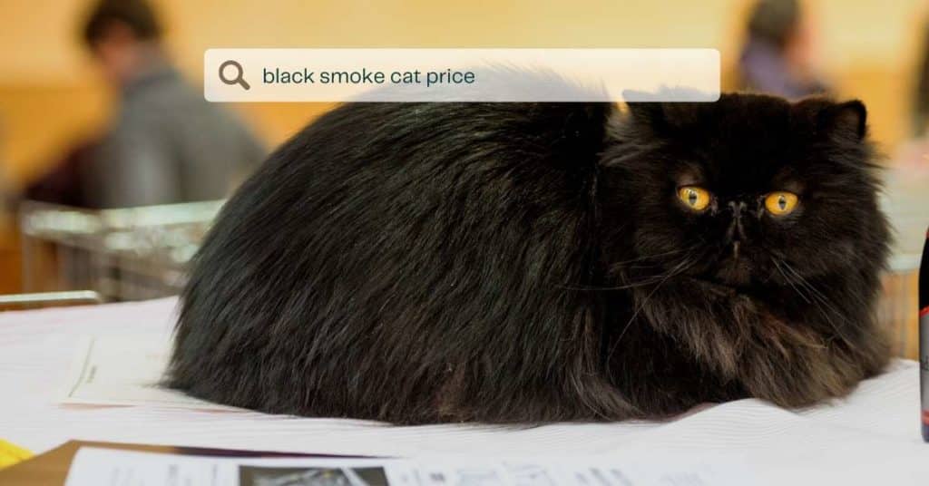 Цены на черную дымчатую кошку