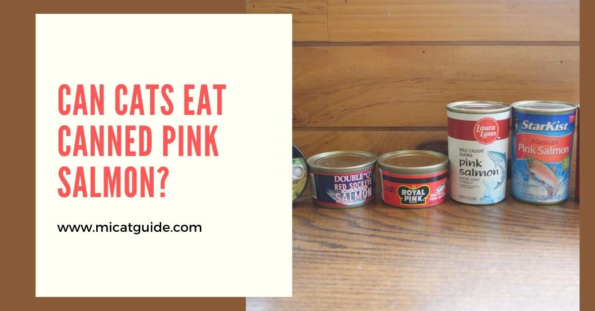 Can Cats Eat Canned Pink Salmon