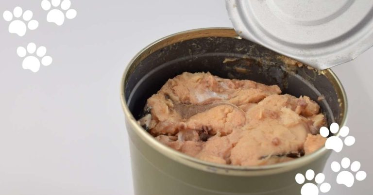 Can Cats Eat Canned Salmon? (Safe for Your Cats or Not?)