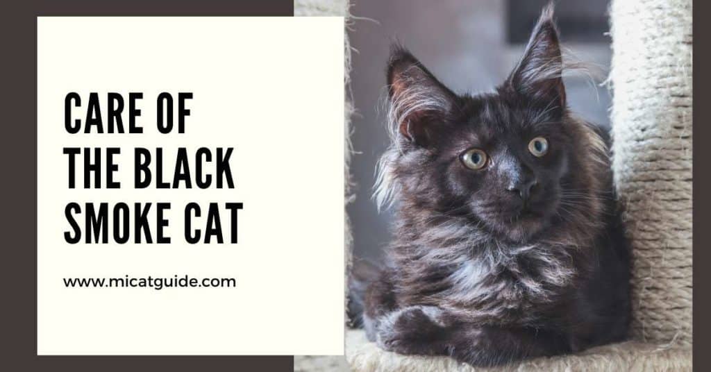Care of the Black Smoke Cat