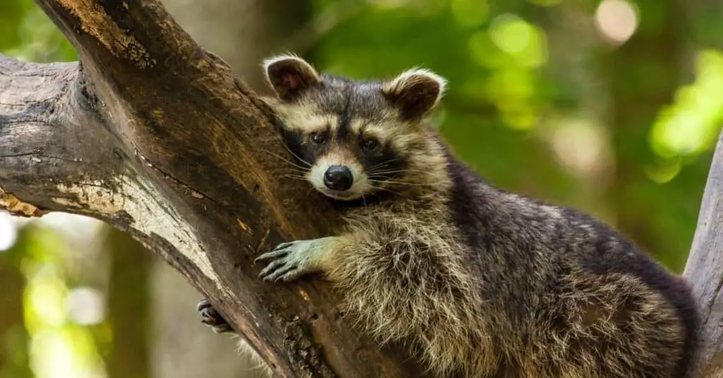 Cat–Raccoon Hybrids vs. Biology