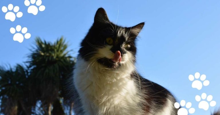 Cat Licking Lips – 13 Possible Reasons for This Behavior