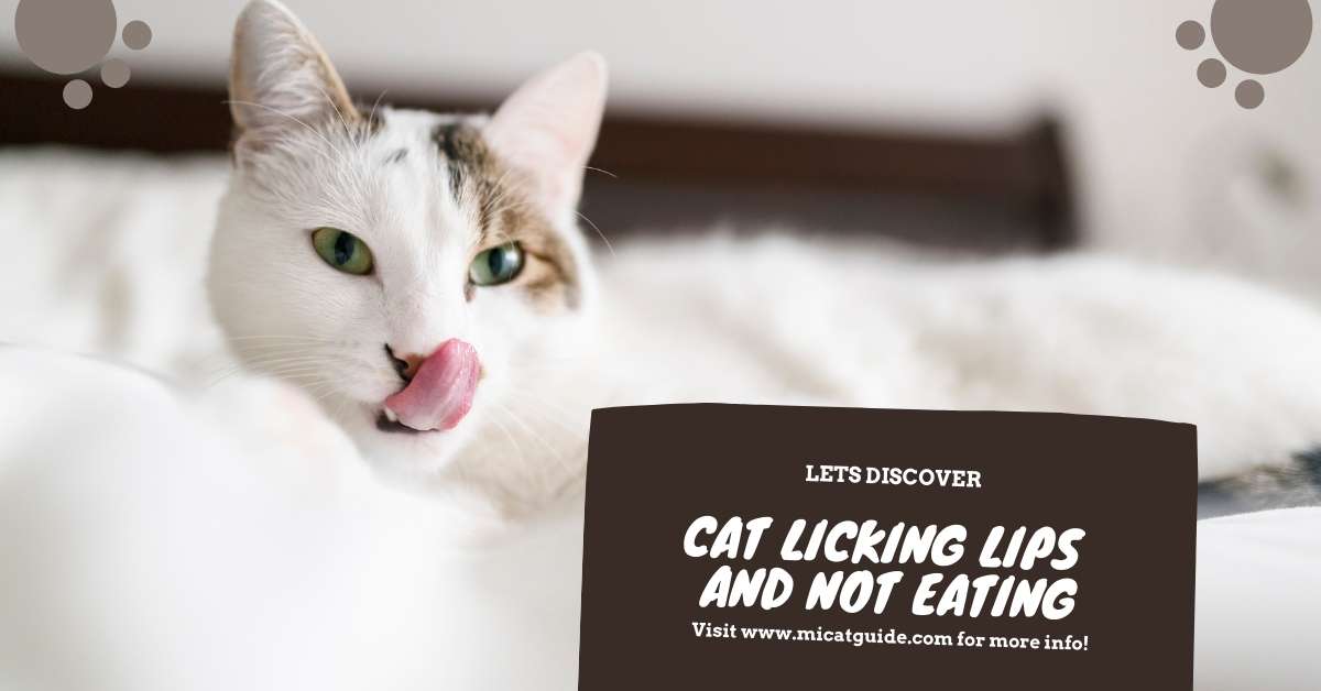 Cat Licking Lips and Not Eating
