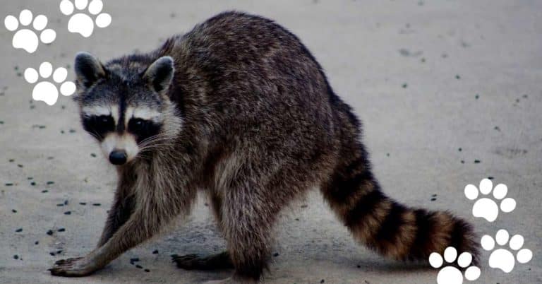 Cat-Raccoon Hybrids: Is Maine Coon Part of Raccoon?