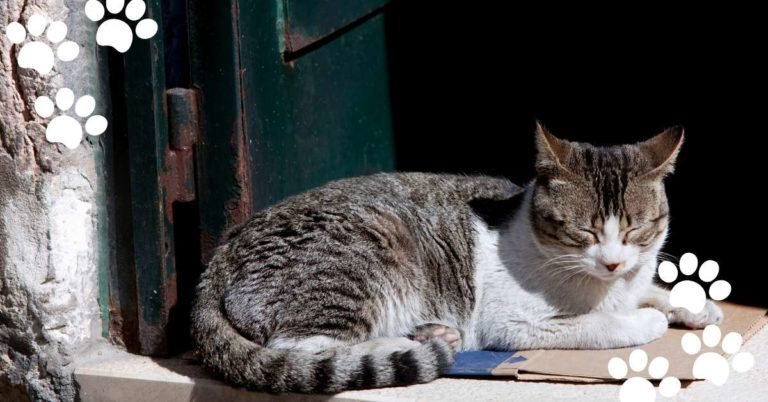 Why Does My Cat Sleep in the Doorway? (11 Possible Reasons)