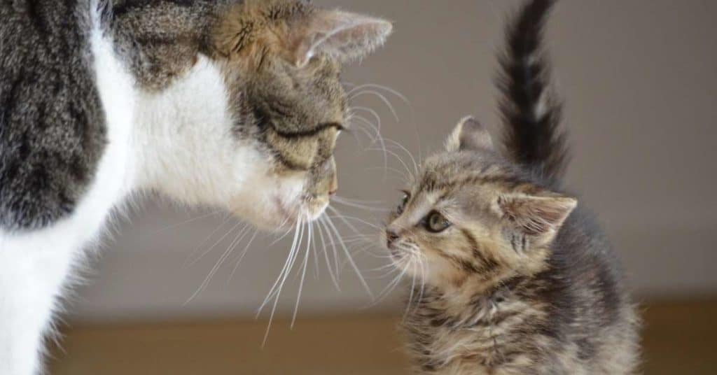 Cats May Chuff Because They're Showing Affection
