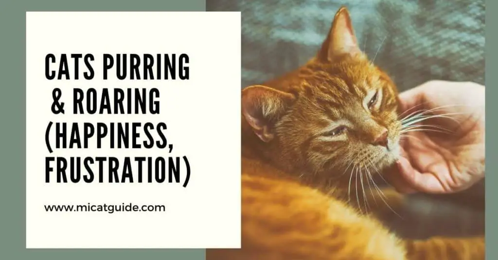 Cats Purring & Roaring (Happiness, Frustration)