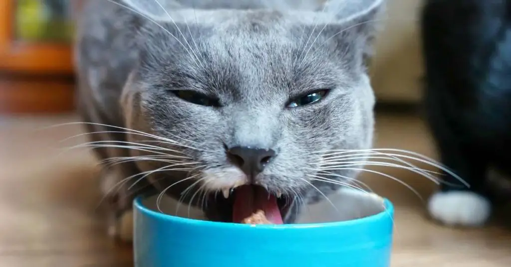 Gray cat eats canned food with great pleasure