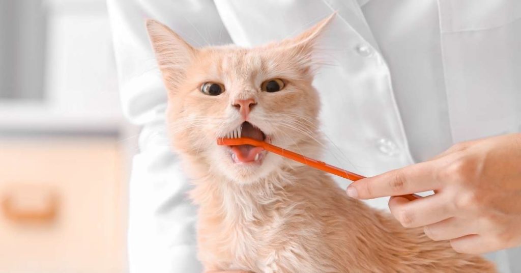 Cat's Dental Cleaning