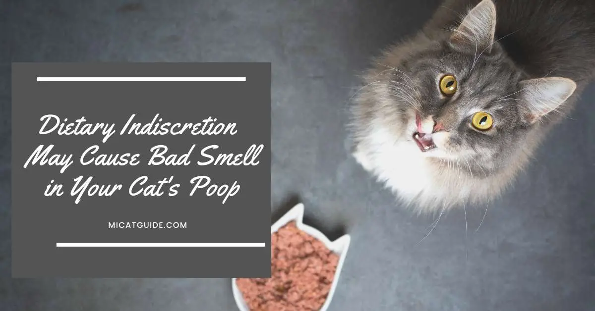 Dietary Indiscretion May Cause Bad Smell in Your Cat's Poop