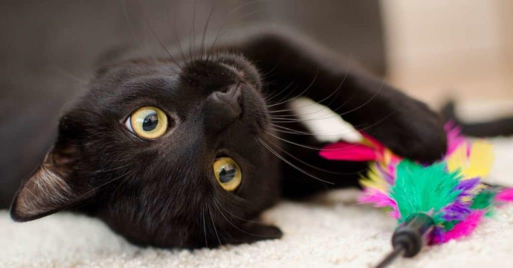 Являются ли черные дымчатые кошки хорошими домашними животными