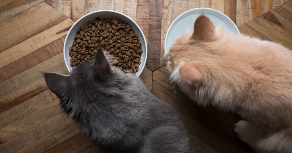 Two cats eating dry food and drinking water quickly