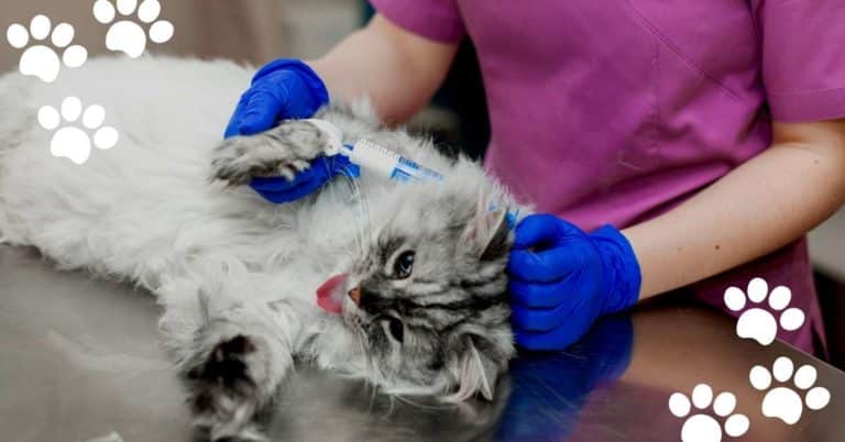 Feline Lymphoma: When To Euthanize – Things You Should Know