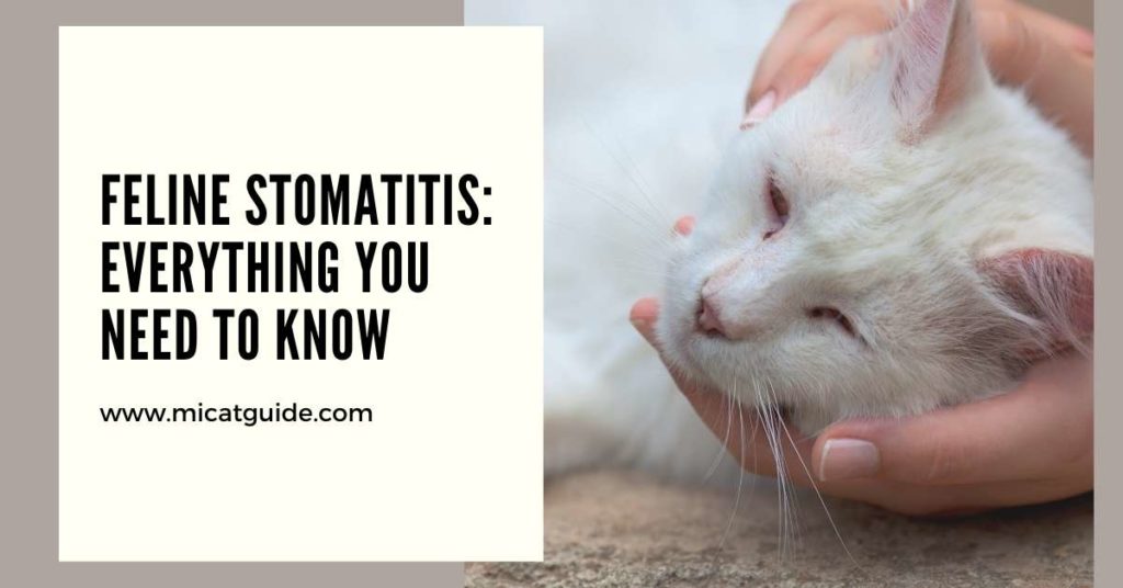 Feline Stomatitis Everything You Need To Know