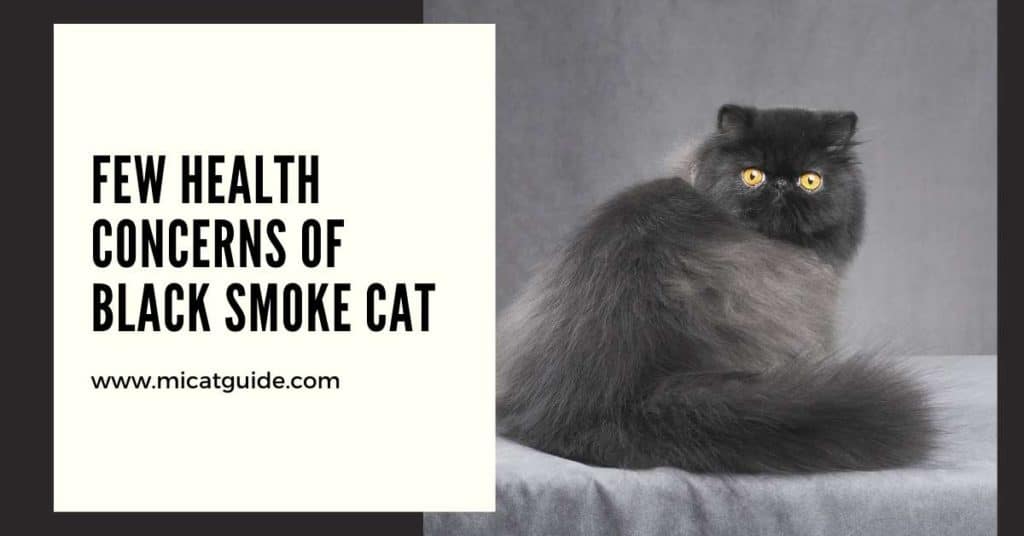 Few Health Concern of Black Smoke Cat