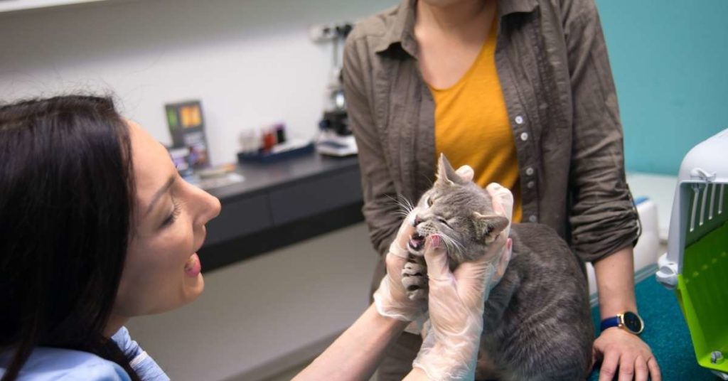 A Vet Diagnosing the Feline Stomatitis