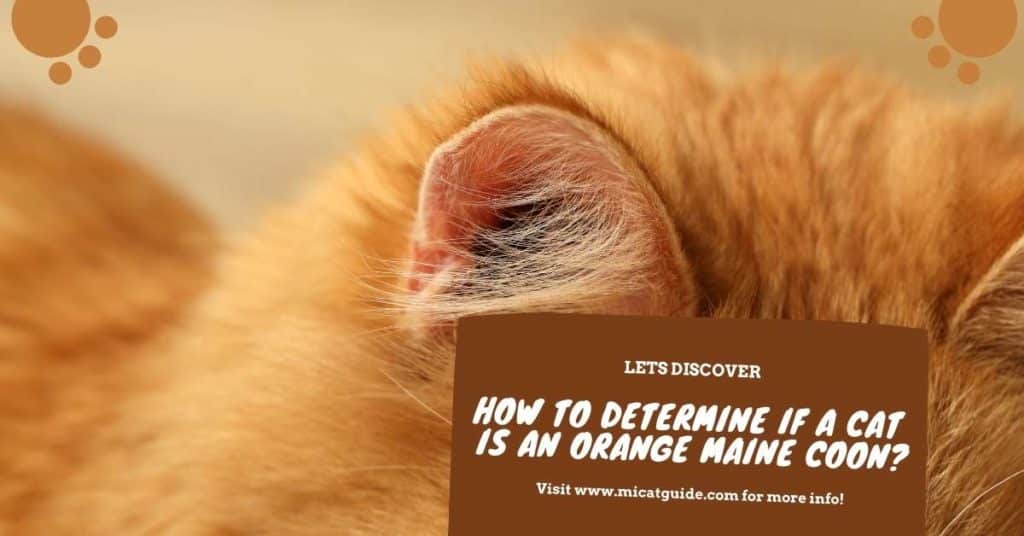 How to Determine if a Cat is an Orange Maine Coon