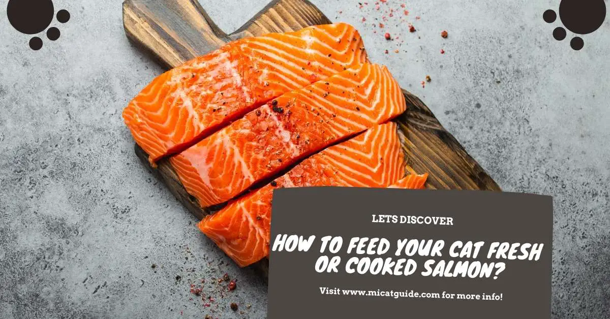 How to Feed Your Cat Fresh Or Cooked Salmon