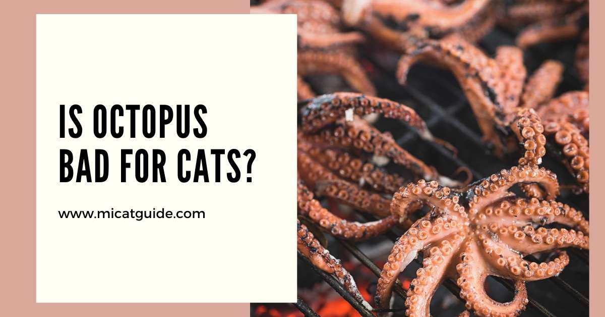 Is Octopus Bad for Cats