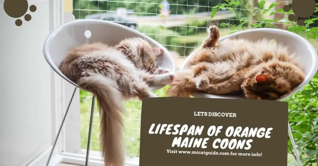 Lifespan of Orange Maine Coons