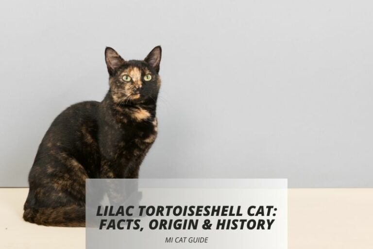 Lilac Tortoiseshell Cat: Facts, Origin & History (With Pictures)