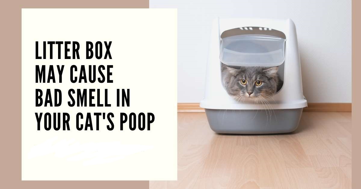Litter Box May Cause Bad Smell in Your Cat's Poop