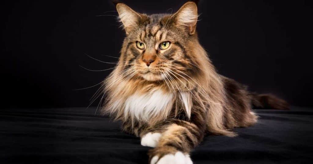 What about Maine Coons: Are They Half Raccoon?