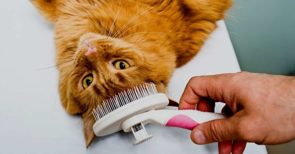 Most Common Grooming Mistakes