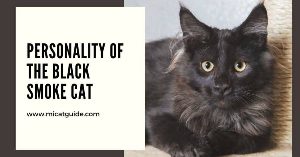 Характер черной дымчатой кошки