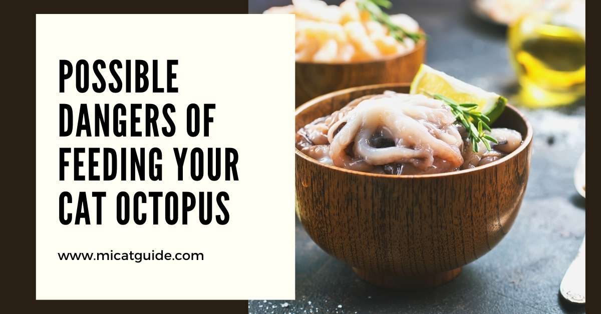 Possible Dangers of Feeding Your Cat Octopus 