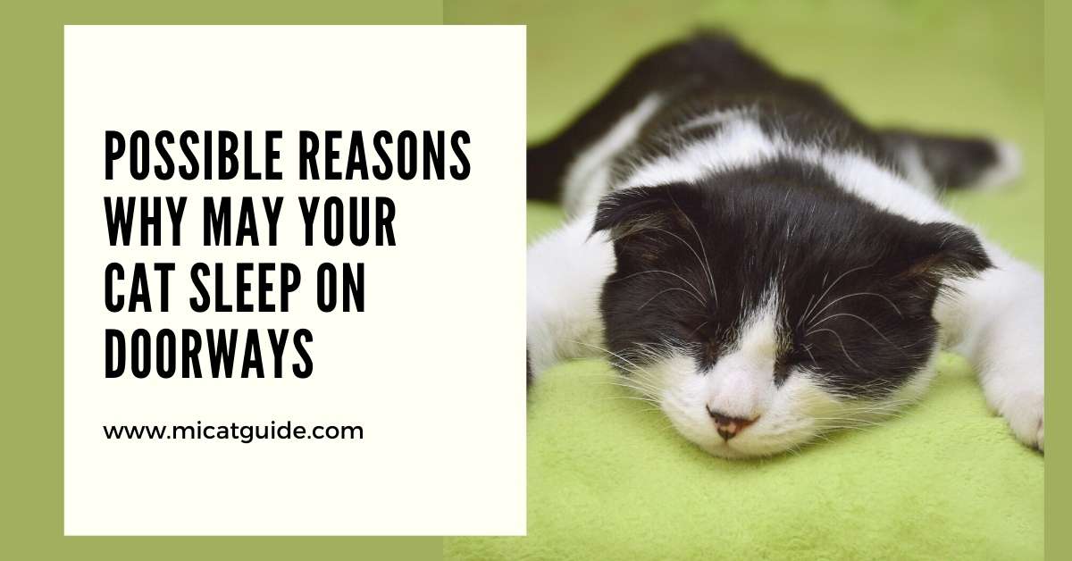 Possible Reasons Why May Your Cat Sleep On Doorways