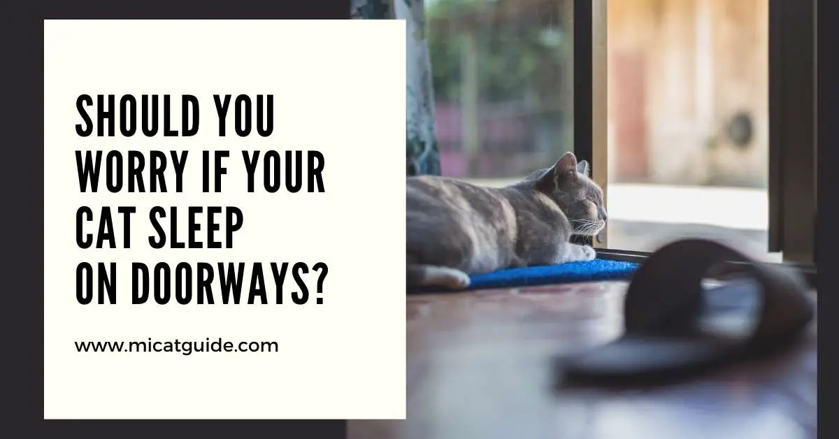 Should You Worry If Your Cat Sleep on Doorways
