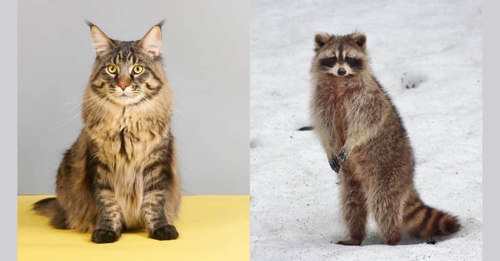 Similarities Between Maine Coons and Raccoons
