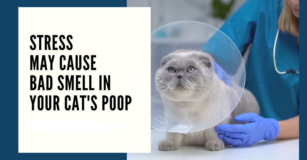 Stress May Cause Bad Smell in Your Cat's Poop
