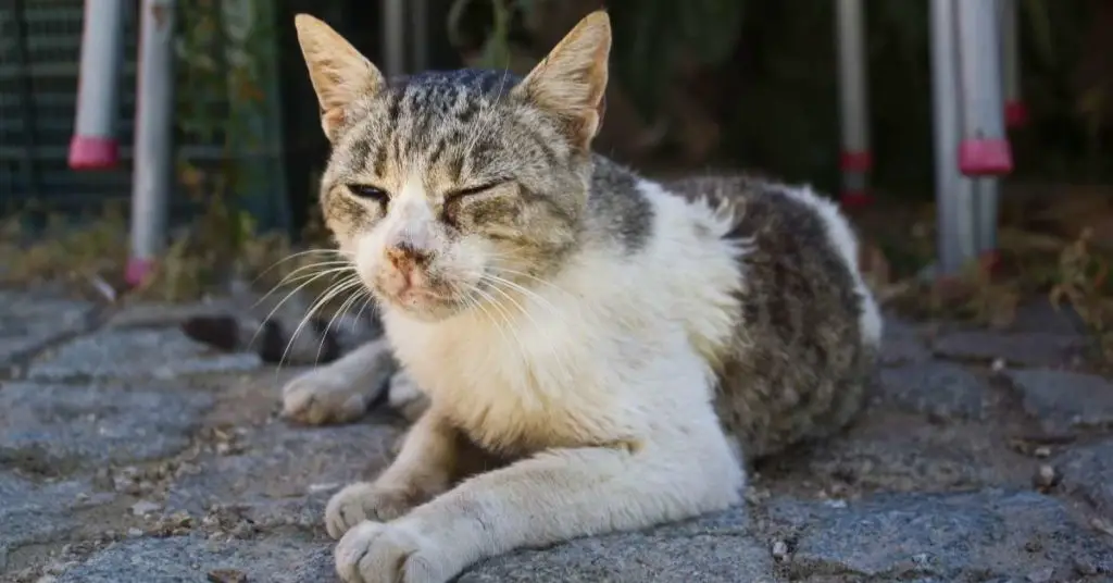 Symptoms That Your Cat Has an Infection