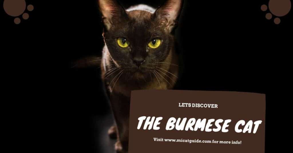 The Burmese Cat