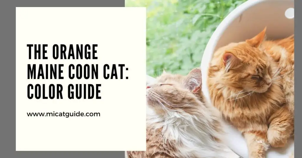 The Orange Maine Coon Cat Color Guide